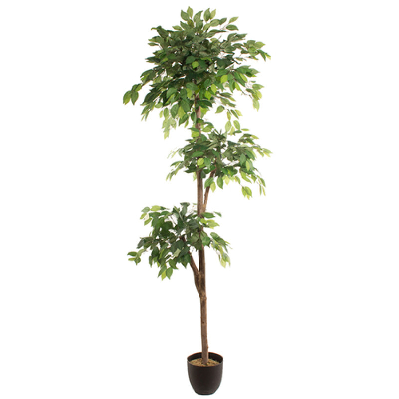 Kunstliktaim FICUS 2.20m